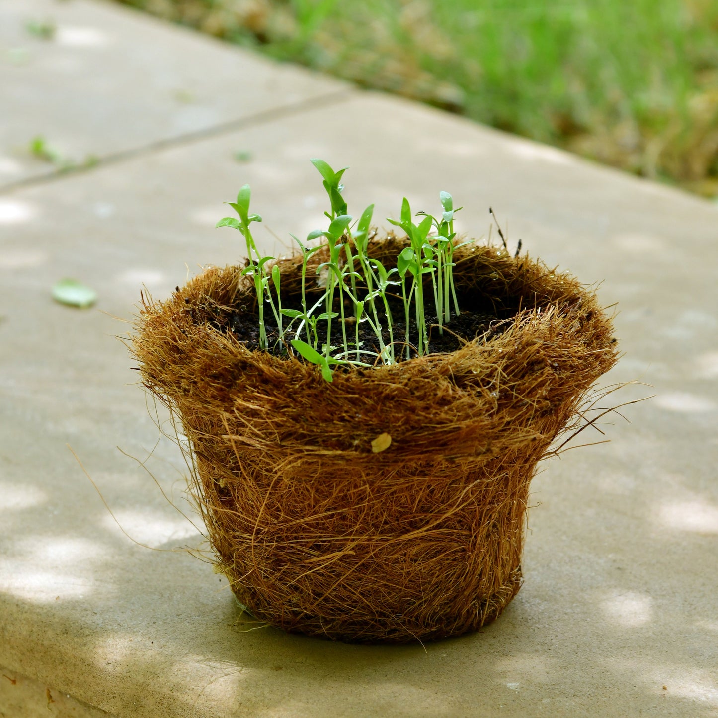 Pilkhan Mini - Botanical Clay Pinch Pot & Planting