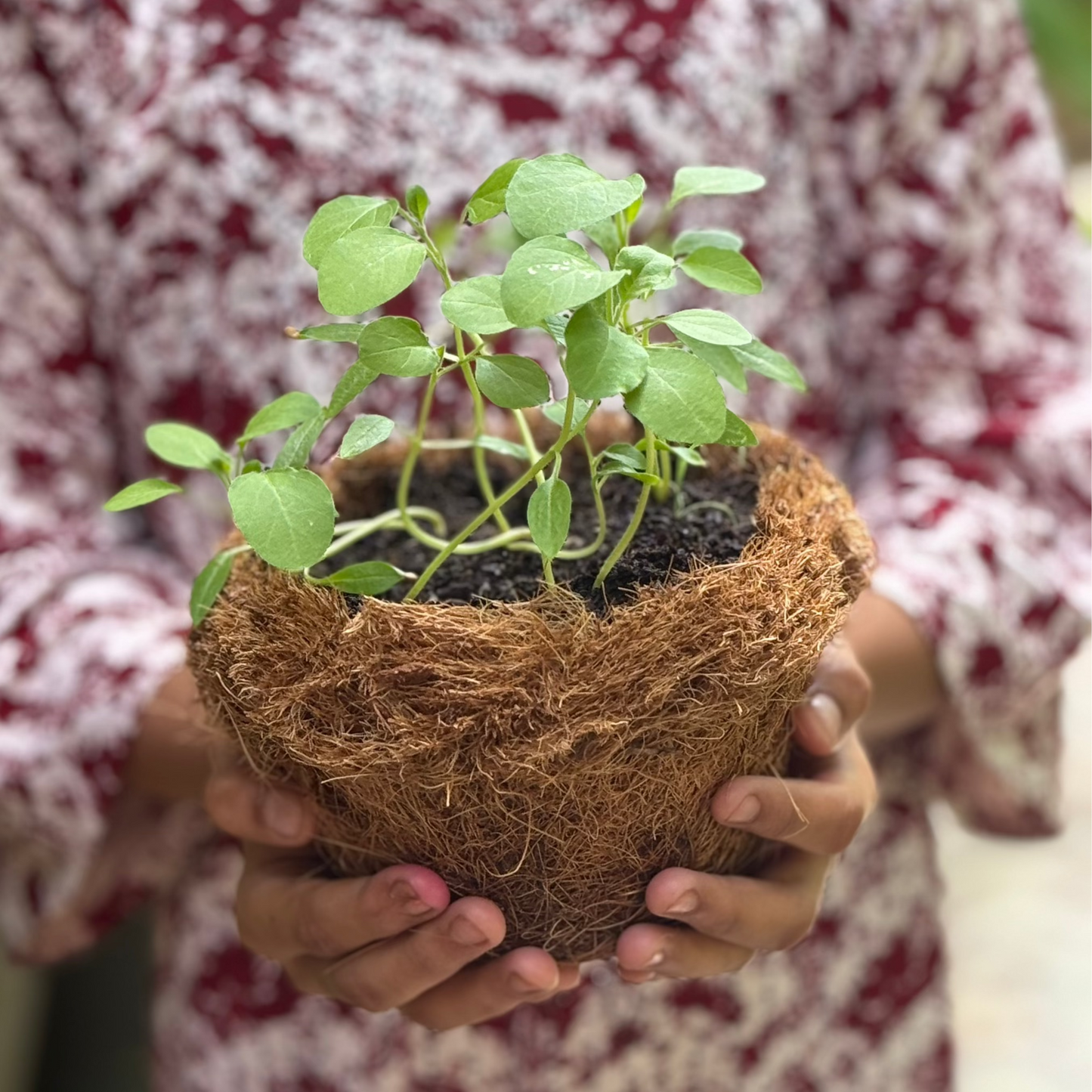 Pilkhan Mini - Floral Hoop & Planting