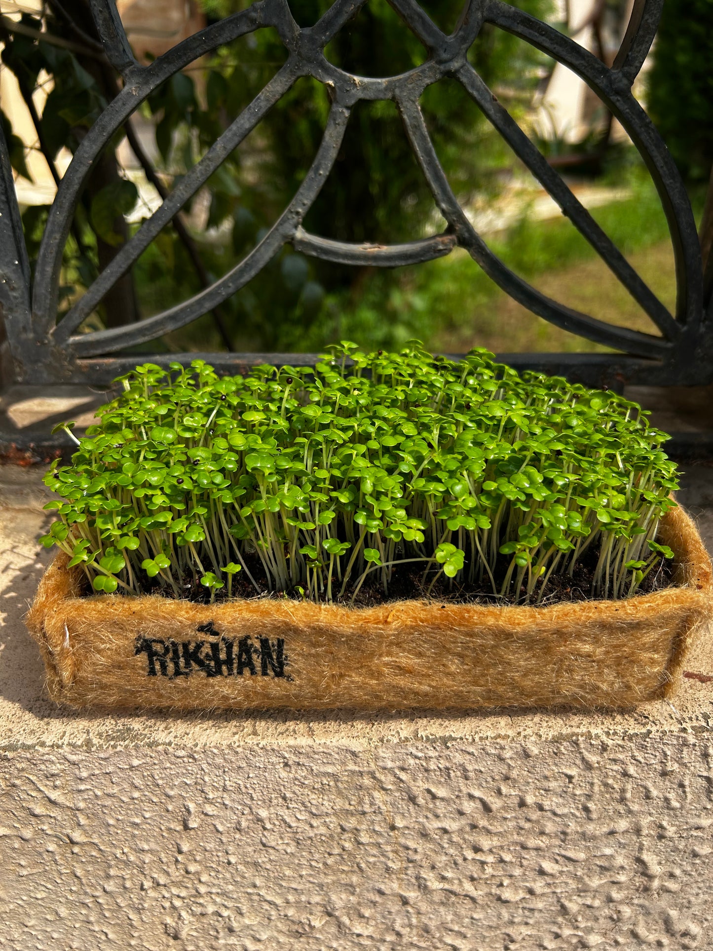 Pilkhan Microgreens Grow Box