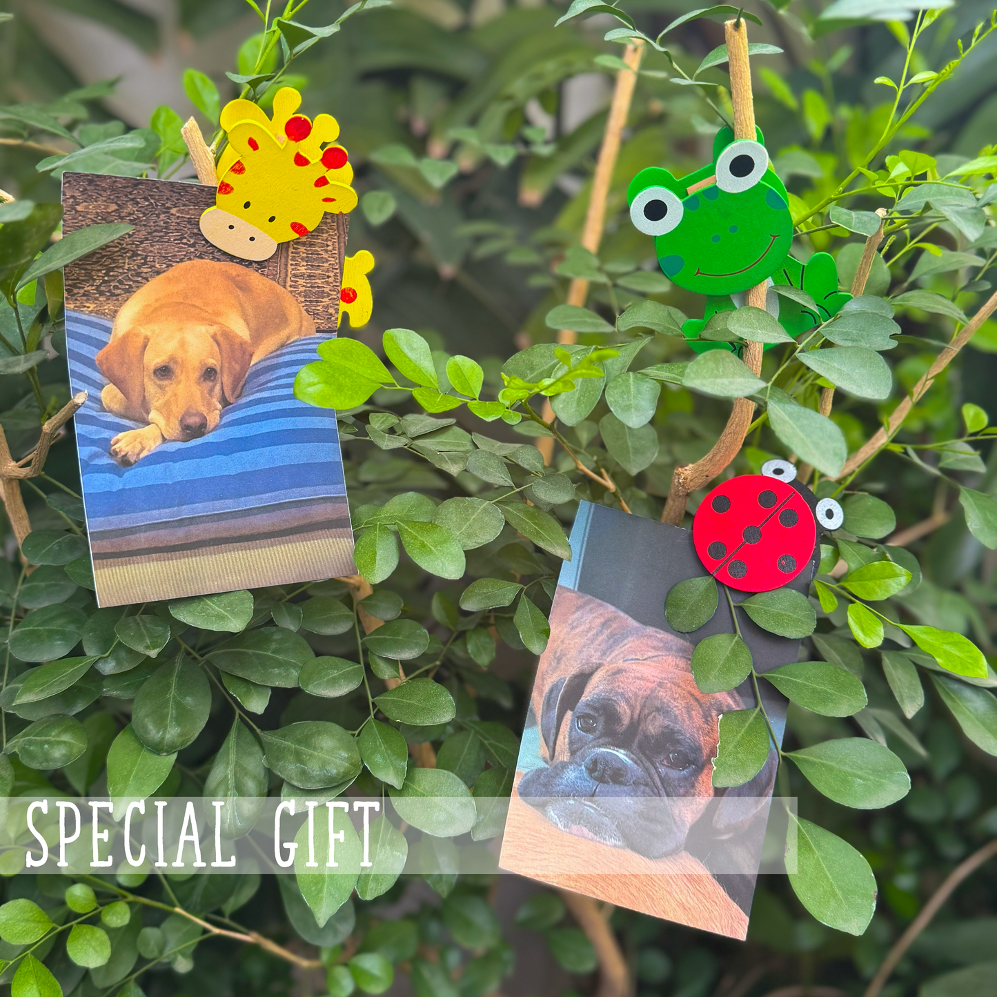 The Winter Box