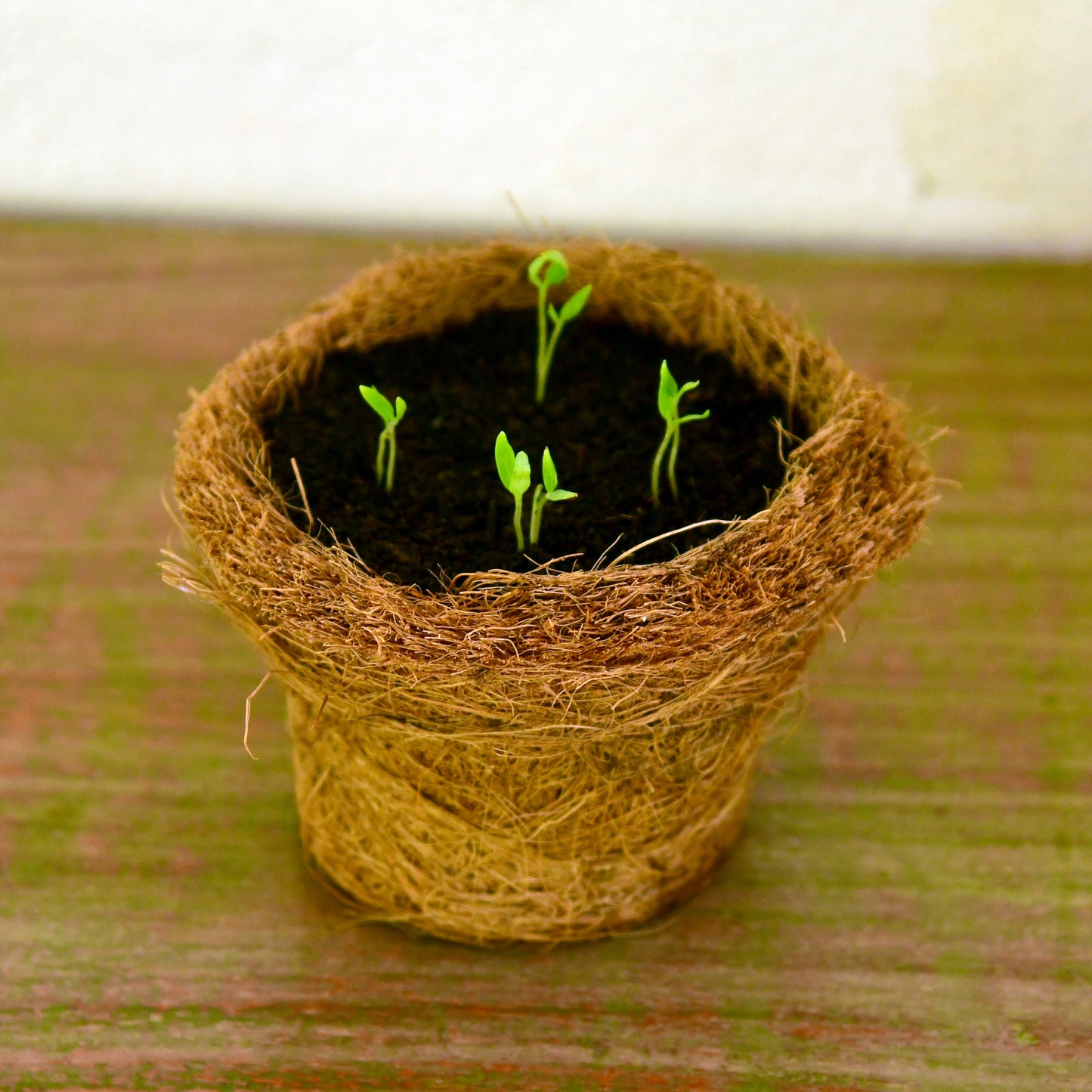 Pilkhan Mini - Nature Walk Picture Frame & Planting