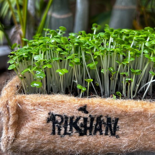 Pilkhan Microgreens Grow Box