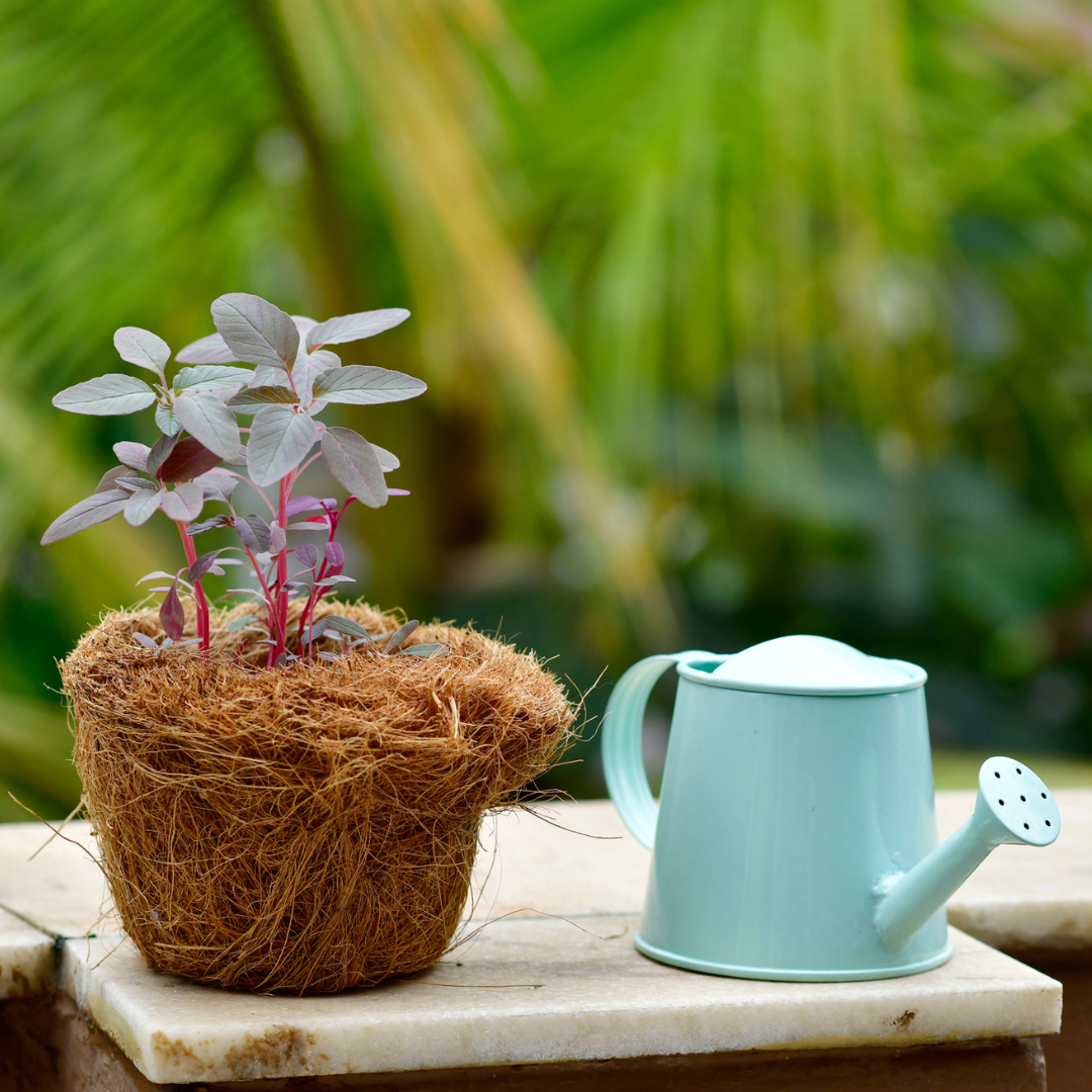 Pilkhan Mini - Bird Feeder & Planting